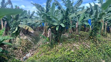 El banano no zarpa: un mes de huelga detiene el envío de 1,600 contenedores