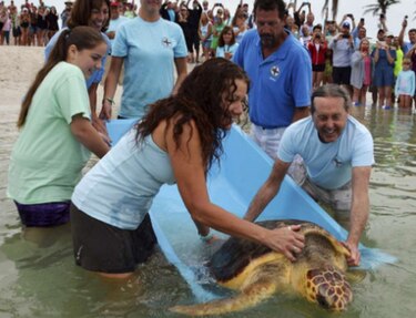 Liberan a tortuga marina en los Cayos de Florida