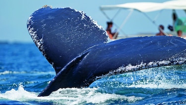 Nuevas regulaciones: prohibido perturbar ballenas y delfines
