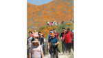 Espectáculo de amapolas