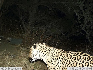 Reportan avistamiento de jaguar en Arizona