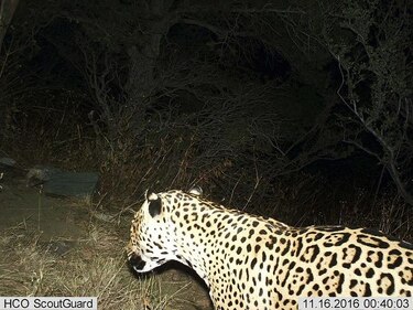 Reportan avistamiento de jaguar en Arizona