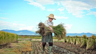 El conflicto en Oriente Medio y su impacto en el mercado mundial de fertilizantes: efectos para las Américas