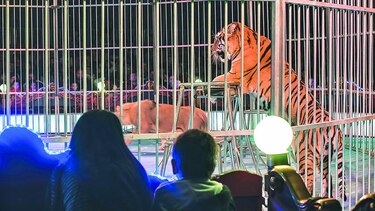 Rumania prohíbe animales en circos