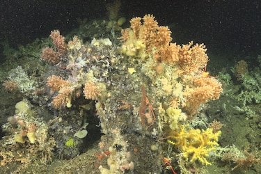 Corales de aguas profundas en Galápagos desaparecieron más de mil años antes de recuperarse