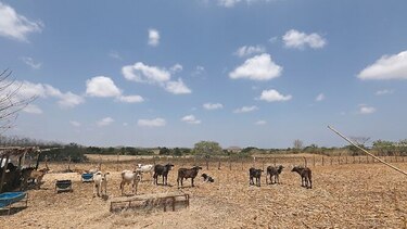 Productores, en alerta por posible extensión del fenómeno de El Niño