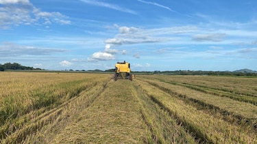 Varela Hermanos apuesta al desarrollo del agro y realiza su primera cosecha de arroz