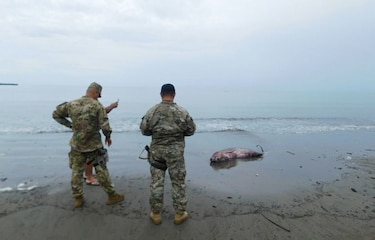 Muere cachalote enano en la playa Los Guayaberos de Los Santos