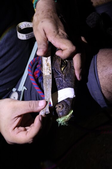 Miambiente monitorea cocodrilos en la ciudad de Panamá: estas son las zonas