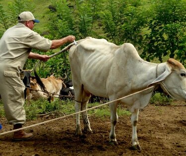 Aprueban en tercer debate la creación del Colegio de Médicos Veterinarios