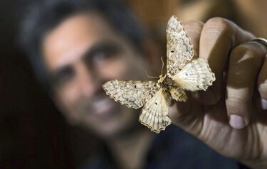 Descubren una nueva familia de grandes mariposas: Pseudobistonidae