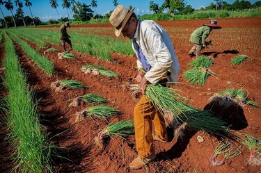 La guerra en Irán pone en riesgo miles de millones de comidas alrededor del mundo