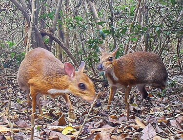Fotografían especie que no se veía hace 25 años