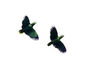 Para los amantes de las aves