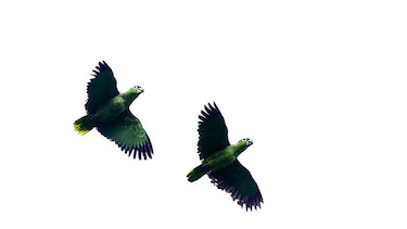 Para los amantes de las aves
