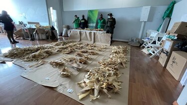 Incautan en Bogotá más de 3,000 aletas de tiburón con destino a Hong Kong