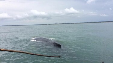 Salvan   ballena en costas de la provincia de Los Santos