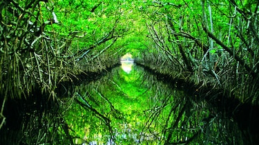 Humedales: ecosistemas valiosos para la vida humana