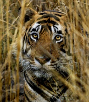 La población de tigres en Nepal aumenta un 13.5 % en dos años