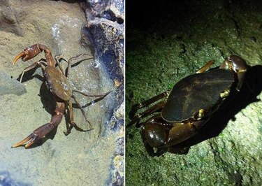 Descubren en Colombia dos especies de cangrejos cavernícolas