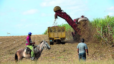 Cuba prevé una pobre cosecha de azúcar