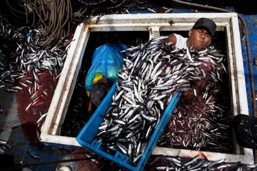 Perú busca cuidar pequeños peces de impacto global