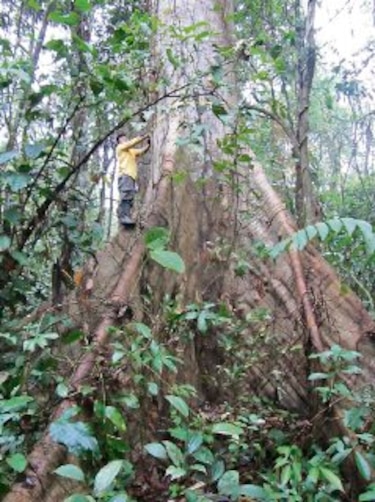 Medición de carbono en Darién