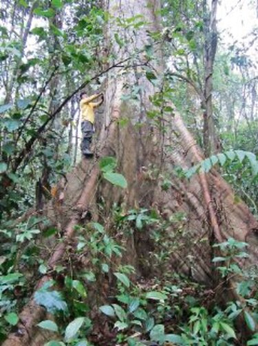 Medición de carbono en Darién