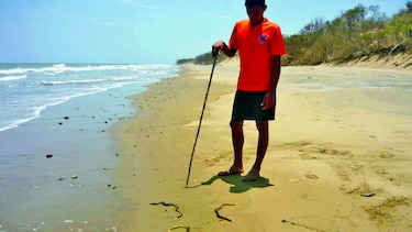 Serpientes marinas en Pedasí