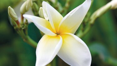 Floresta sagrada