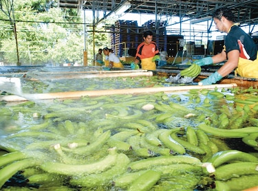 Exportaciones caminan hacia un alza del 5%