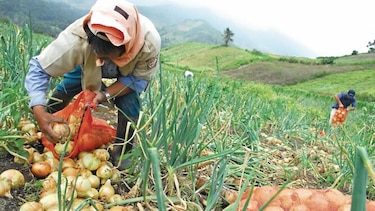 En América Latina se pierde el 20% de la comida del mundo