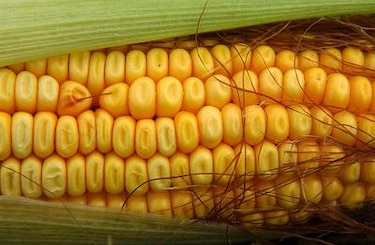 Biocombustibles no son mejores que gasolina