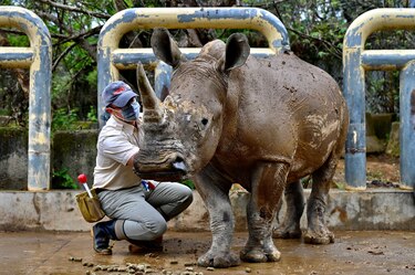 Emma, una rinoceronte taiwanés, en busca de amor en Japón