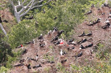 Petrolera en isla Boná tendría nuevos padrinos, tres diputados 
