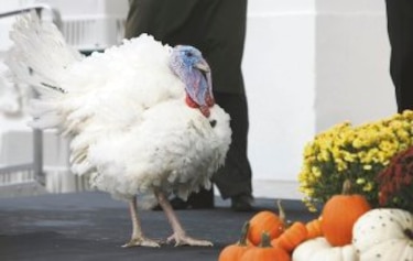 ´Popcorn´, el pavo más afortunado tras recibir indulto