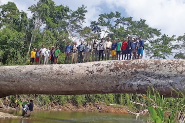 Cuando los bosques encuentran aliados en los humanos