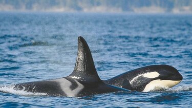 Sospechas de maltrato a orcas y belugas en Rusia