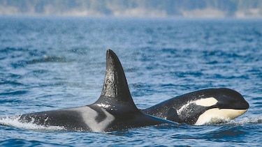 Sospechas de maltrato a orcas y belugas en Rusia
