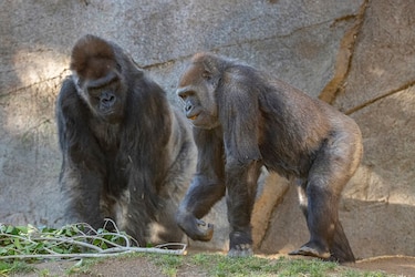 Nueve primates de zoológico de Estados Unidos vacunados contra la Covid-19