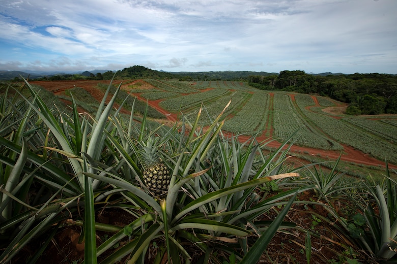 Panamá proyecta exportaciones por $1,300 millones; el camarón lidera las ventas y atrae inversiones