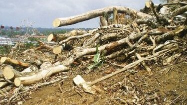 Devastan 10 hectáreas de bosque primario