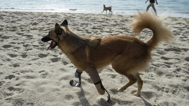 Cola, un perro tailandés, el primero en usar prótesis similares a las de Pistorius