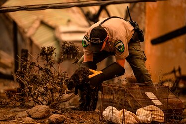 Miles de evacuados por incendios en viñedos de California