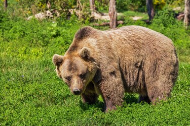 Un oso ataca a dos hombres en el norte de Italia