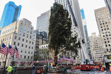 Colocan árbol de Navidad en el Rockefeller Center en Nueva York