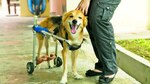 No existe el ‘perro de la calle’