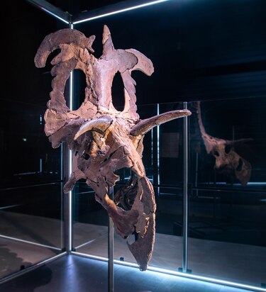 Una nueva especie de dinosaurio herbívoro con cuernos gigantes