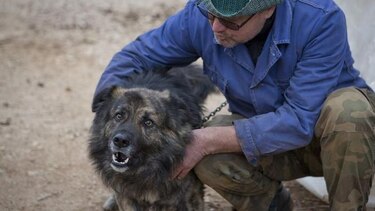 Medo, el perro al que la ley prohíbe ladrar de noche
