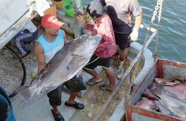ARAP espera tener lista ley de pesca antes de auditoría 